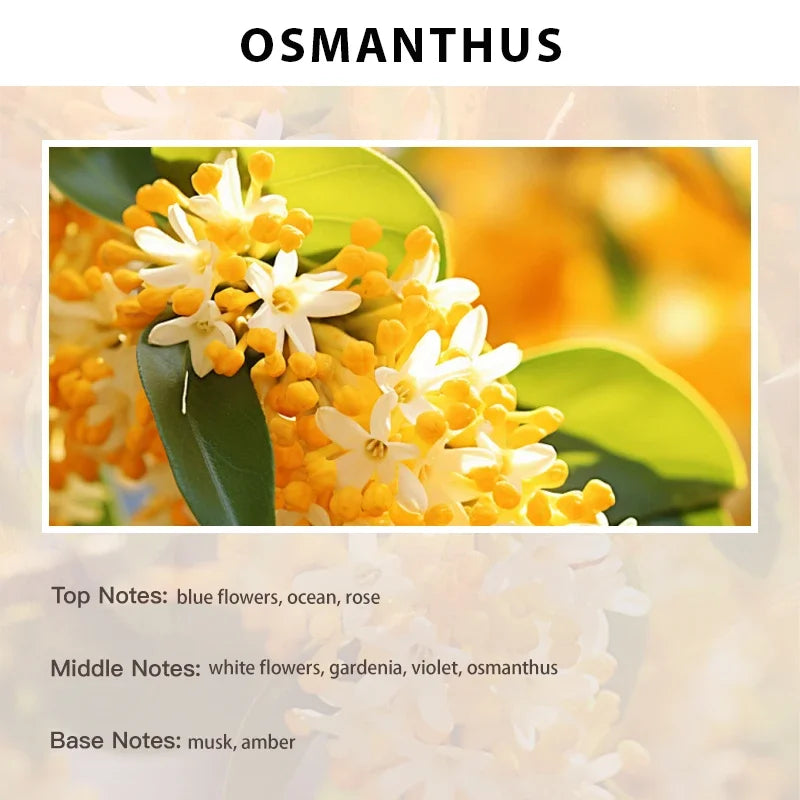 Exclusive Aromatherapy – Hotel-Quality Perfume Oil